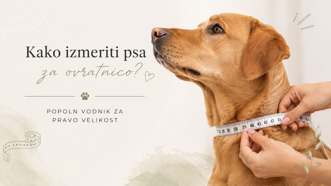 Kako izmeriti psa za ovratnico? Popoln vodnik za pravo velikost